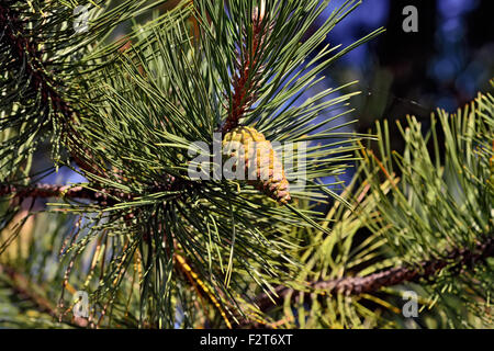 Pinus mugo. Needles and buds close up Stock Photo
