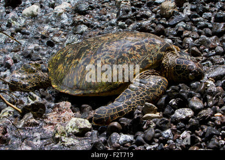 Green Sea Turtle (Chelonia mydas) resting on a rocky beach at Makena Landing Park, Maui, Hawaii, in July Stock Photo