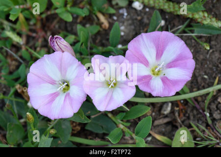 Field bindweed, Convolvulus arvensis, flowers on a prostrate annual arable weed, Berkshire, June Stock Photo