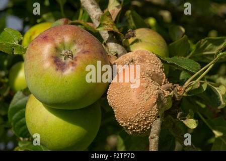 Brown rot, Monilinia spp., among apples on the tree, Berkshire, September Stock Photo