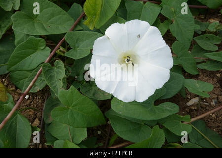 Greater or hedge bindweed, Calystegia sepium, flowers on a prostrate annual arable weed, Berkshire, June Stock Photo