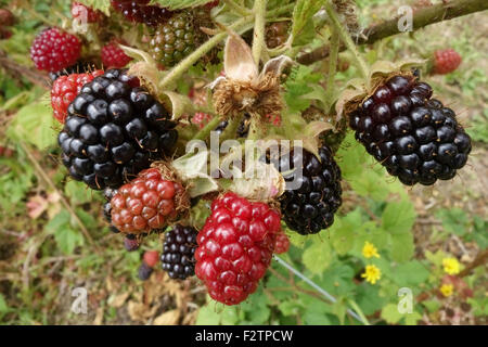 Cultivated blackberries on brambles supported by wires in various states of ripeness, Berkshire, July Stock Photo