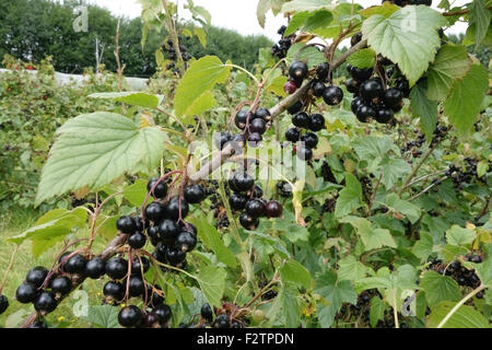 Cultivated black currants on the bush, Berkshire, July Stock Photo