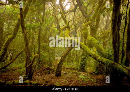 Primary Forest:  Garajonay National Park, La Gomera Island, Canary Islands, Spain Stock Photo