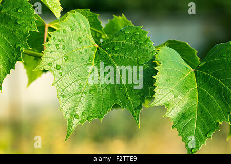 green leaves of the grape in nature background Stock Photo