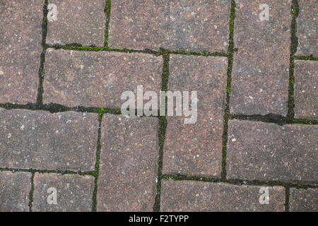 block paving with green moss growing between bricks Stock Photo