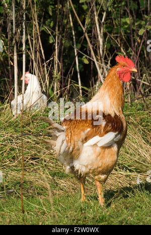 Fosse Meadows free range chicken farm Leicestershire HOMER SYKES Stock Photo