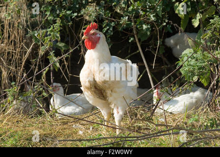 Fosse Meadows free range chicken farm Leicestershire HOMER SYKES Stock Photo