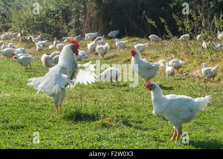 Fosse Meadows free range chicken farm Leicestershire HOMER SYKES Stock Photo