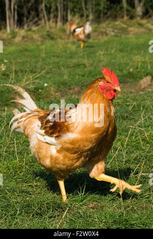 Fosse Meadows free range chicken farm Leicestershire HOMER SYKES Stock Photo