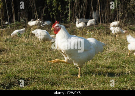 Fosse Meadows free range chicken farm Leicestershire HOMER SYKES Stock Photo