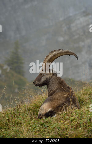 Male wild Alpine ibex / Steinbock / Alpensteinbock ( Capra ibex ) resting in wonderful high mountains range. Stock Photo