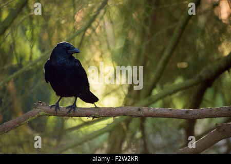Attentive Carrion Crow / Rabenkrähe ( Corvus corone ) perching in a tree in front of a beautiful autumn-colored background. Stock Photo