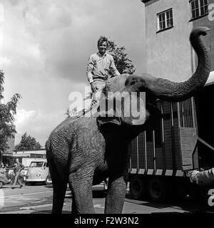 Ein Elefant auf dem Weg ins Studio des ZDF in Hamburg, Deutschland 1960er Jahre. An elephant on the way to the studio of German TV station Zweites Deutsches Fernsehen at Hamburg, Germany 1960s. Stock Photo