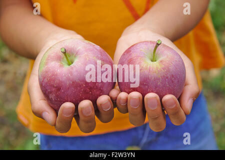 Two organic apples on a child hands Stock Photo