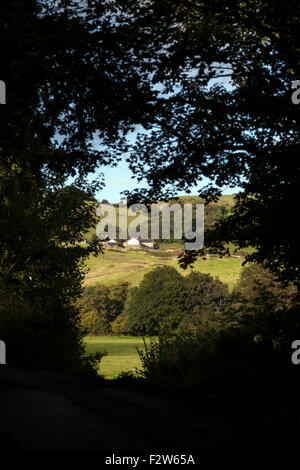 Trees overhanging the B193 road in the Teign valley near Ashton ...