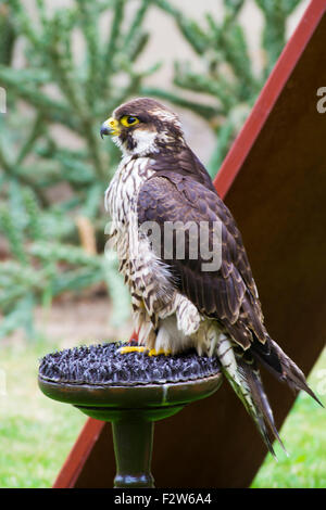 a tamed eagle in a park Stock Photo