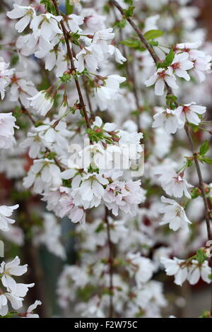 Close up of Prunus Snofozam or also known as Snow Fountains Weeping Cherry Stock Photo