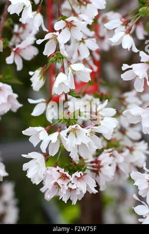 Close up of Prunus Snofozam or also known as Snow Fountains Weeping Cherry Stock Photo
