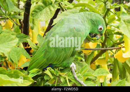 Small green parakeet on a branch in a garden. Stock Photo