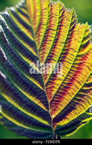 Corylus avellana, the common hazel leaf in closeup Stock Photo