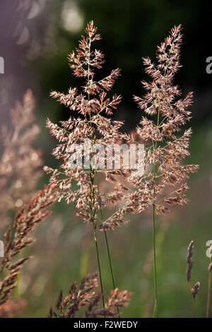 Calamagrostis epigejos, common names wood small-reed or bushgrass in closeup Stock Photo