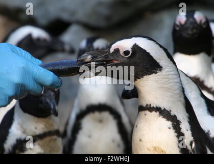 African Black footed penguins (Spheniscus demersus) being fed fish by a bird handler at Burgers Zoo, Arnhem, The Netherlands Stock Photo