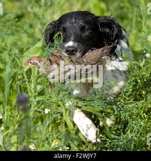 english springer spaniel retrieving partridge Stock Photo