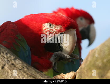 South American Red-and-green Macaw (Ara chloropterus) a.k.a Green winged Macaw.  Another bird in the background Stock Photo