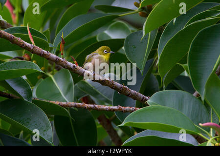Japanese White-eye (Zosterops japonicus) perched in a branch in Haiku, Maui, Hawaii in August Stock Photo