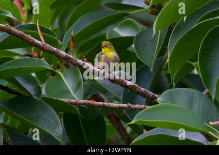 Japanese White-eye (Zosterops japonicus) perched in a branch in Haiku, Maui, Hawaii in August Stock Photo