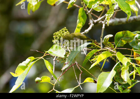Japanese White-eye (Zosterops japonicus) perched in a tree in Haiku, Maui, Hawaii in August Stock Photo