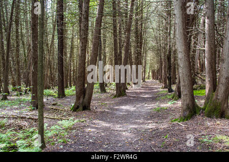 trail in the beautiful Point Au Roche State Park in Upstate NY Stock Photo