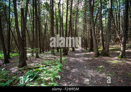 Trail in the beautiful Point Au Roche State Park in Upstate NY Stock Photo