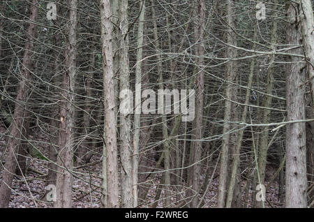 Impenetrable forest in the beautiful Point Au Roche State Park in Upstate NY Stock Photo