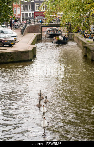 Swans swim down a canal in Amsterdam with three large cygnets Stock Photo