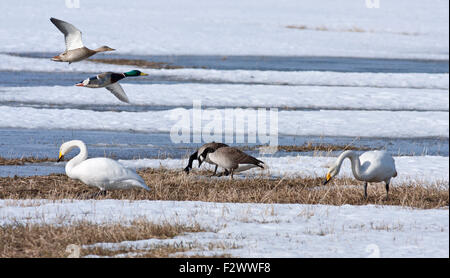 Whooper swan and Canada geese rest by a pond, bird migration. Birds in ...