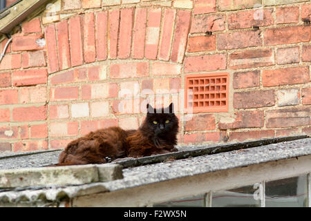 Black coat Persian Cat lying on shed roof in the sunshine Stock Photo