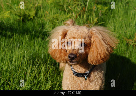 Cute small Red Toy Poodle with fluffy ears lying in the grass Stock Photo
