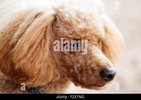 Red Fluffy Cuddly Curly haired toy Poodle with brown eyes Stock Photo