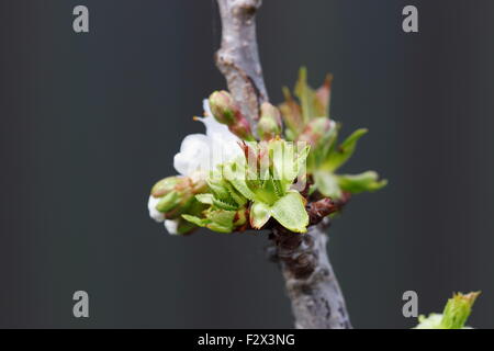 Close up shot of Lapins cherry flowers on a tree Stock Photo