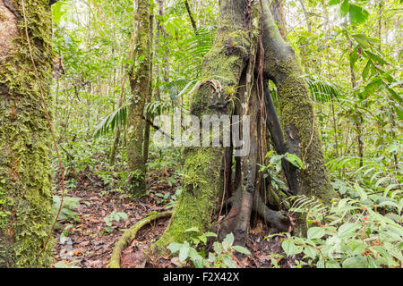 Stilt Roots Inrainforest Tree with stilt roots in the Ecuadorian Amazon. HDR image Stock Photo ...