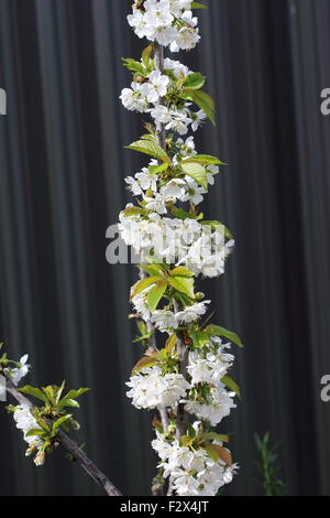 Lapins cherry flowers on a tree Stock Photo