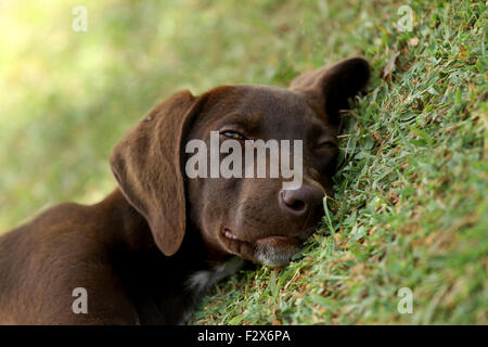 Sleepy brown dog in grass Stock Photo