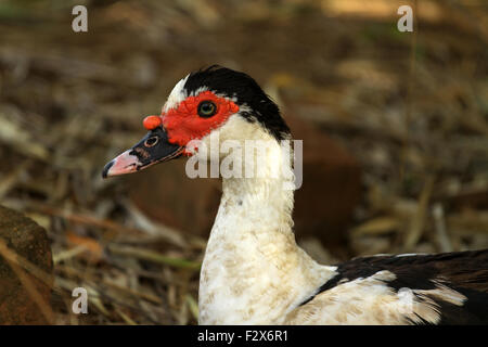 A domestic muscovy duck with red face Stock Photo