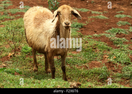 one goat Stock Photo