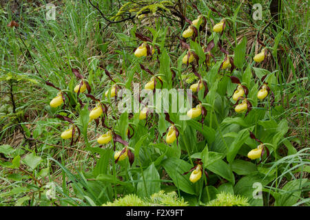 Lady's slipper orchid, Latin name Cypripedium calceolus, yellow, growing in a large group covered in raindrops