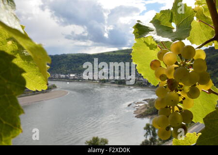 Bacharach, Germany - September 19, 2015: Wine grapes with river rhine near Oberwesel Stock Photo