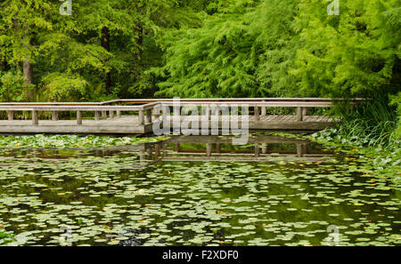 Floating wooden bridge over a pond with lily pads at vanDusen botanical garden in Vancouver, Canada in the summer. Stock Photo