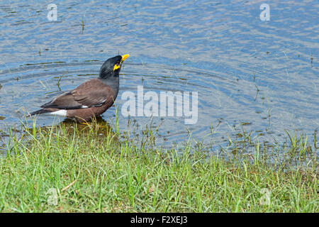 Common Myna at Bundala National Park, Sri Lanka Stock Photo